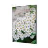 Tekstylna Dekoracja Ścienna Spirea z białego kwiatu - 1