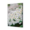 Tekstylna Dekoracja Ścienna 40 x 40 Spirea z białego kwiatu - 1